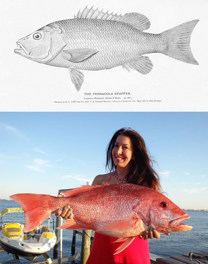 redsnappers2